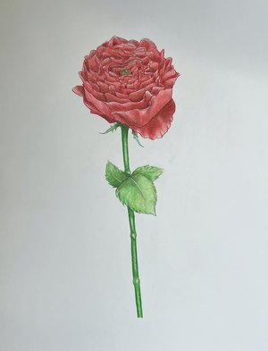 22 Spring Art Show Ashleigh+White_Rose